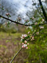 cherry tree blossom