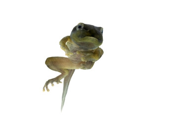Zhangixalus dulitensis Tadpole on isolated baackground, Jade tree frog Tadpole movement, Young...