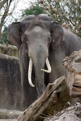 Indian elephant (Elephas maximus indicus) in the zoo