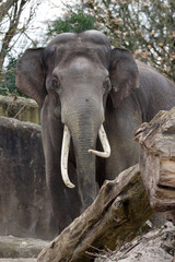 Fototapeta premium Indian elephant (Elephas maximus indicus) in the zoo