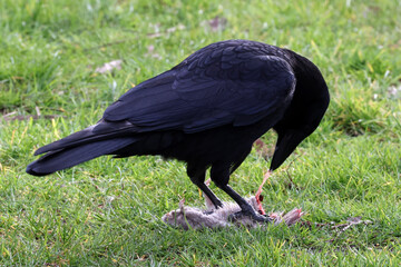 black crow eating carrion on grass