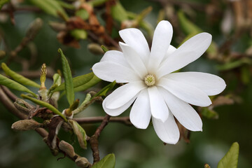 white flower of Magnolia stellata, the star magnolia, a slow-growing deciduous shrub or small tree native to Japan