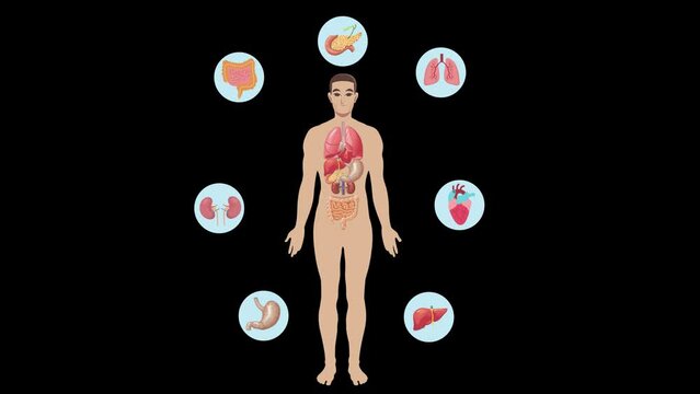 Human Anatomy with Organs Diagram animation on black background. Male Body infographic for biology system, medicine visual and science. 