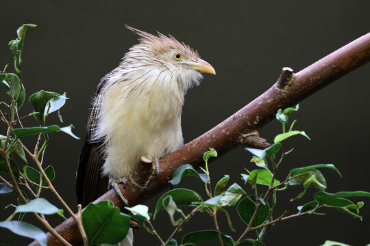 guira cuckoo (Guira guira) bird on branch