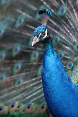 Naklejka premium Pavo cristatus, peacock bird with bright feathering