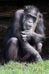 chimpanzee (Pan troglodytes) in natural habitat