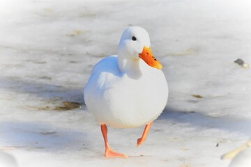 white duck in the snow