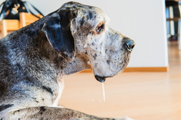 photograph of a Great Dane dog with drool hanging from its mouth with drooping lips. lying on the...