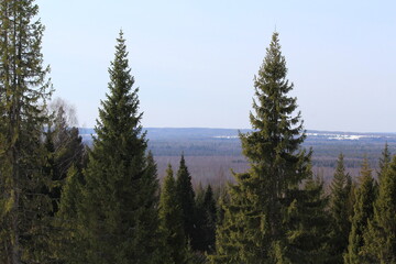 forests of northeastern Europe in mid-March on a sunny day