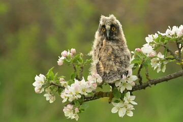 Asio otus long-eared owl bird young northern long-eared owl feather dusty fluff wild nature lesser horned cat, beautiful animal, lovely animal, bird watching ornithology, fauna wildlife sweet Europe
