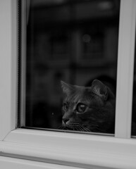 Cat in the Window