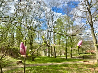 Beautiful magnolia flowers on blurred background, closeup. Spring time. 