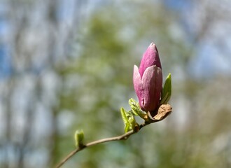 Beautiful magnolia flowers on blurred background, closeup. Spring time. 