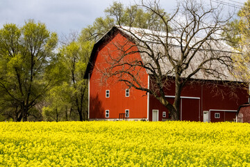 red barn and yellow flowers