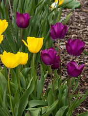 Obraz na płótnie Canvas field of tulips