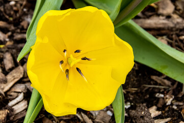 yellow tulip in the garden