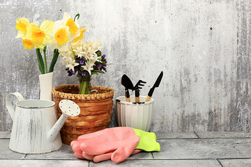 Gardening tools, hyacinth flowers and daffodils, watering can on concrete background. Concept of spring gardening work. Floral arrangement for banner. Mockup for design with place for display.