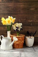 Gardening tools, hyacinth flowers and daffodils, watering can on wooden background. Concept of spring gardening work. Floral arrangement for banner. Mockup for design with place for display.