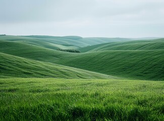 Fototapeta premium b'Green rolling hills of wheat field'