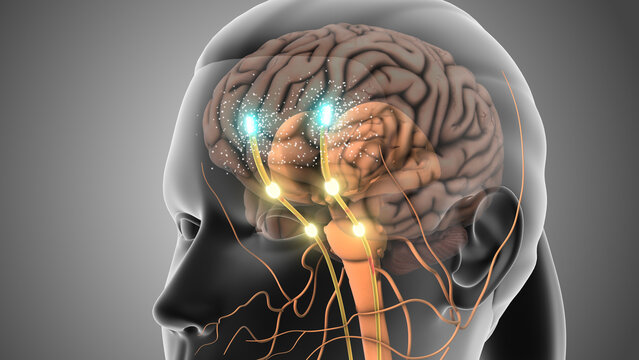 Dopamine is a type of neurotransmitter and hormone
