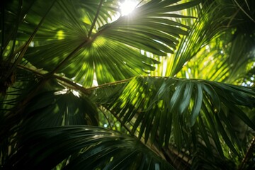 b'lush green palm leaves with sun shining through'