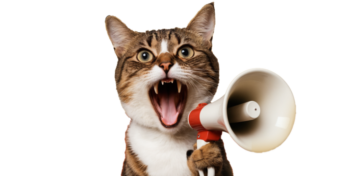 Art collage. A crazy cat with a megaphone. Promotion, action, ad, job questions, discussion. Vacancy. Business concept, communication, generative ai. information, news, boss, team media relations