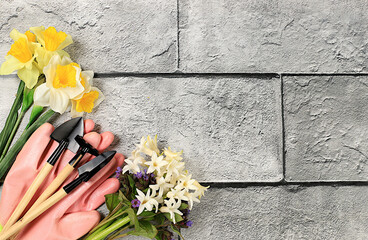 Gardening tools, hyacinth flowers and daffodils, watering can on concrete background. Concept of...