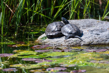 Sumpfschildkröten