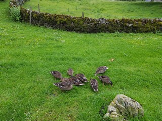 Fototapeta premium ducks in the grass