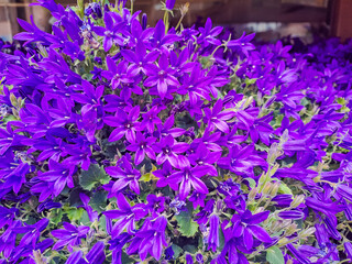 Portenschlag's Bellflower, Campanula portenschlagiana,. Purple bell flowers 