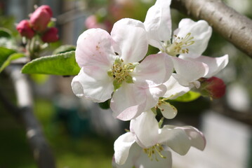 Kwitnące kwiaty jabłoni na gałęzi. Zbliżenie pachnących różowych kwiatów jabłoni. Wiosenne kwiatki na jabłonce. - obrazy, fototapety, plakaty