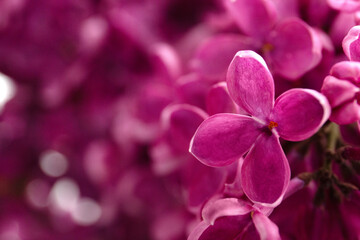 Lilac close-up. Beautiful fresh flowers. Top view. Space for text.