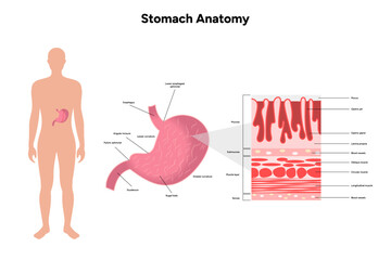 Obraz premium Stomach anatomy, medical infographic 