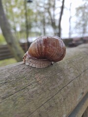 A large land snail crawls on the ground
