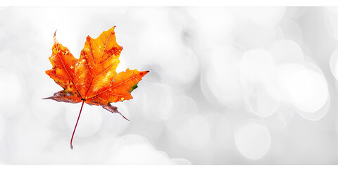 Yellow leaf on white background
