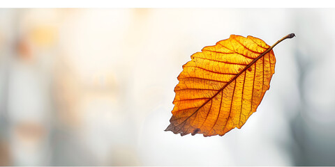 Lonely autumn leaf in the forest on a light background
