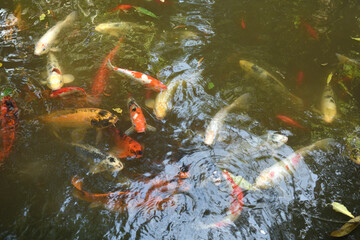 group of koi fish in a pond