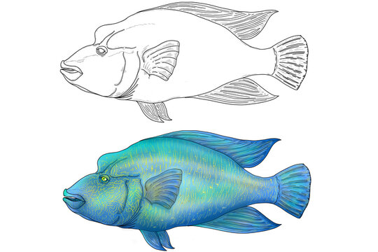 Napoleonfish, Humphead wrasse, Mauri wrase,Cheilinus undulatus,Labridae,Cichlidae,Animalia,Chordata,C.  Undulatus
