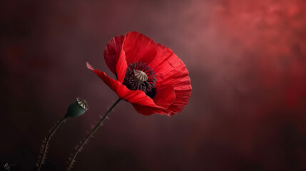 
poppy flower - common poppy - Papaver rhoeas.Red poppy flower on a transparent background, Common poppy - Papaver rhoeas isolated on white, Bright red poppy flower - Papaver rhoeas, Vibrant red poppy