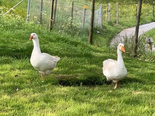 Obraz premium Zwei weisse Gänse Gans - Enten auf grüner Wiese Freitgehege