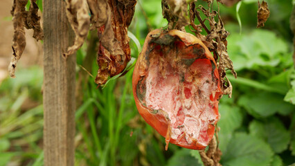 Rotten tomato mold fungi farm farming bio organic rot rust vegetables plant cultivation greenhouse...