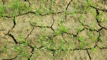 Wheat drought dry field land Triticum aestivum, very drying up the soil cracked, climate change,...