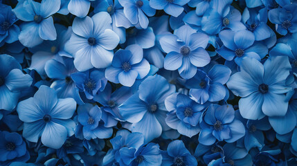 A setting adorned with tranquil azure blooms