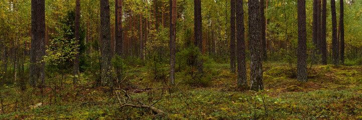 beautiful autumn mossy deep pine forest. widescreen picturesque serene landscape 15:5 format. side...