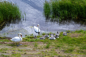 swan family on the lake