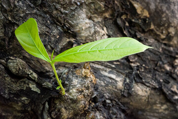 nature young green seedlings plants growing on tree life concept background 
wildlife