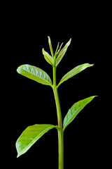 nature young green seedlings plants growing life concept on back background 
wildlife