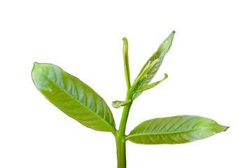 nature young green seedlings plants growing life concept on transparent background 
wildlife