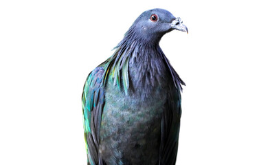 Nicobar pigeon or Nicobar dove (Caloenas nicobarica), isolated on a white background cut out