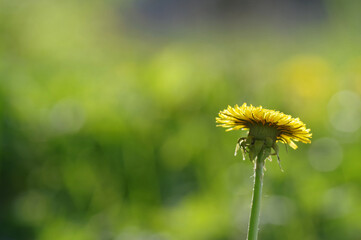 Spring background, fresh colors, dandelions and greenery.